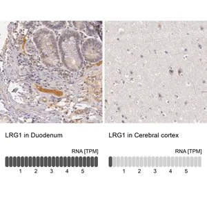 Merck Anti-LRG1 antibody produced in rabbit