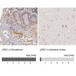 Merck Anti-LRG1 antibody produced in rabbit