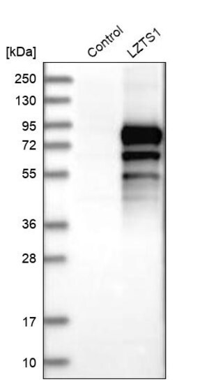 Merck Anti-LZTS1 antibody produced in rabbit