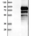 Merck Anti-LZTS1 antibody produced in rabbit