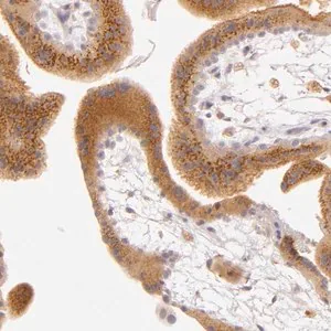 Merck Anti-LGMN antibody produced in rabbit