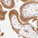 Merck Anti-LGMN antibody produced in rabbit