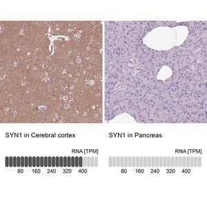 Merck Anti-SYN1 antibody produced in rabbit