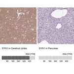 Merck Anti-SYN1 antibody produced in rabbit