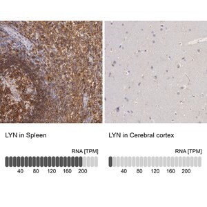 Merck Anti-LYN antibody produced in rabbit