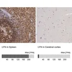 Merck Anti-LYN antibody produced in rabbit