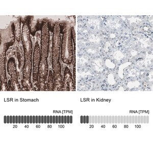 Merck Anti-LSR antibody produced in rabbit