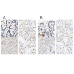 Merck Anti-MANEA antibody produced in rabbit