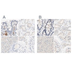 Merck Anti-MANEA antibody produced in rabbit