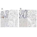 Merck Anti-MANEA antibody produced in rabbit