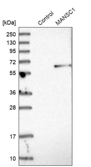 Merck Anti-MANSC1 antibody produced in rabbit