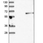 Merck Anti-MANSC1 antibody produced in rabbit