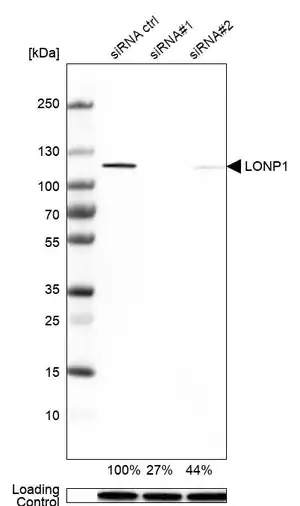 Merck Anti-LONP1 antibody produced in rabbit