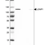 Merck Anti-LONP1 antibody produced in rabbit