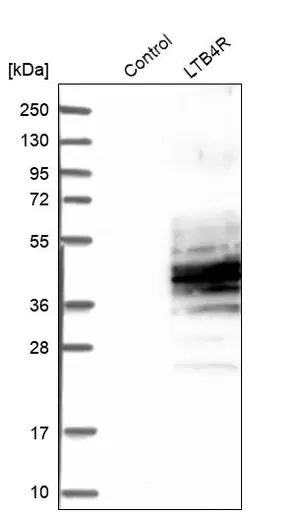 Merck Anti-LTB4R antibody produced in rabbit
