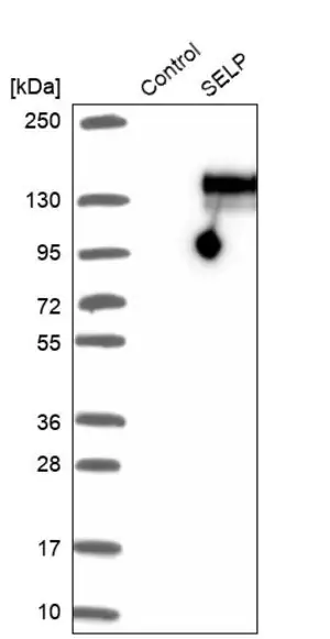 Merck Anti-SELP antibody produced in rabbit