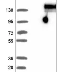 Merck Anti-SELP antibody produced in rabbit