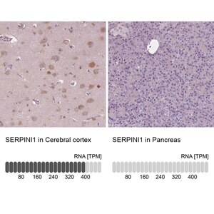 Merck Anti-SERPINI1 antibody produced in rabbit