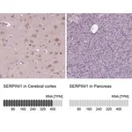 Merck Anti-SERPINI1 antibody produced in rabbit