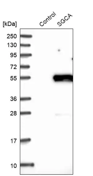 Merck Anti-SGCA antibody produced in rabbit