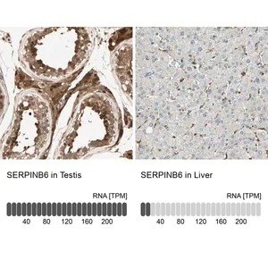Merck Anti-SERPINB6 antibody produced in rabbit