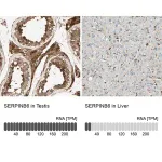 Merck Anti-SERPINB6 antibody produced in rabbit