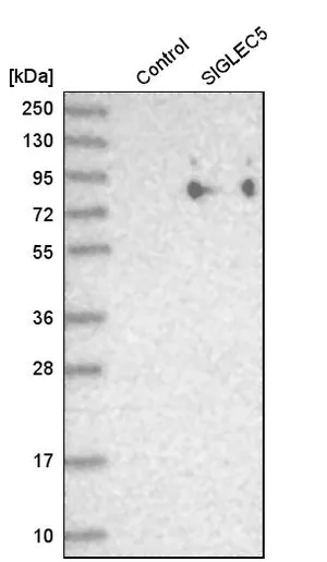 Merck Anti-SIGLEC5 antibody produced in rabbit