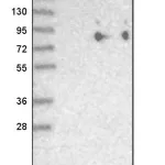 Merck Anti-SIGLEC5 antibody produced in rabbit