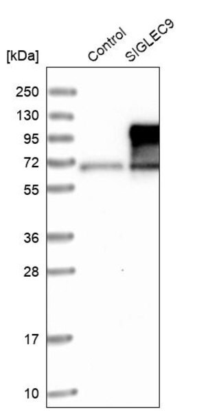 Merck Anti-SIGLEC9 antibody produced in rabbit