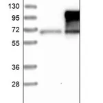 Merck Anti-SIGLEC9 antibody produced in rabbit