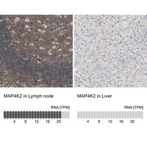Merck Anti-MAP4K2 antibody produced in rabbit