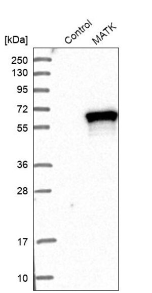 Merck Anti-MATK antibody produced in rabbit