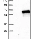 Merck Anti-MATK antibody produced in rabbit