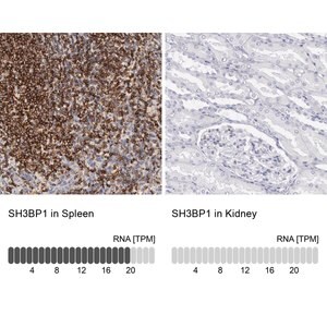 Merck Anti-SH3BP1 antibody produced in rabbit