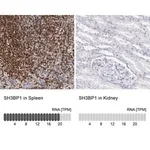 Merck Anti-SH3BP1 antibody produced in rabbit