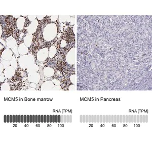 Merck Anti-MCM5 antibody produced in rabbit