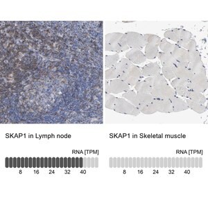 Merck Anti-SKAP1 antibody produced in rabbit