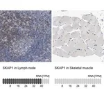 Merck Anti-SKAP1 antibody produced in rabbit
