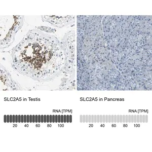 Merck Anti-SLC2A5 antibody produced in rabbit