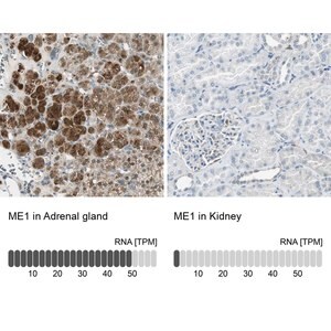 Merck Anti-ME1 antibody produced in rabbit