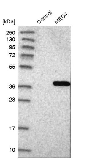 Merck Anti-MED4 antibody produced in rabbit