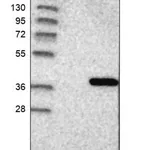 Merck Anti-MED4 antibody produced in rabbit