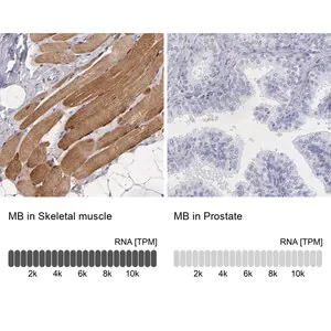 Merck Anti-MB antibody produced in rabbit