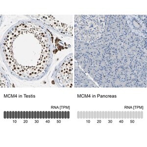 Merck Anti-MCM4 antibody produced in rabbit