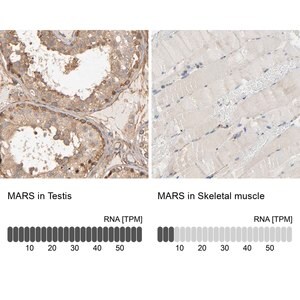 Merck Anti-MARS antibody produced in rabbit