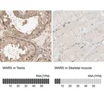 Merck Anti-MARS antibody produced in rabbit