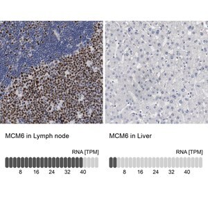 Merck Anti-MCM6 antibody produced in rabbit