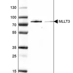 Merck Anti-MLLT3 antibody produced in rabbit