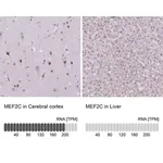 Merck Anti-MEF2C antibody produced in rabbit