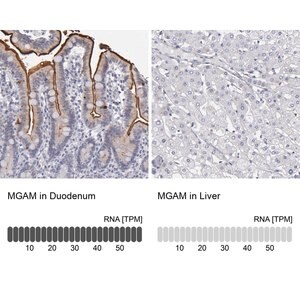 Merck Anti-MGAM antibody produced in rabbit